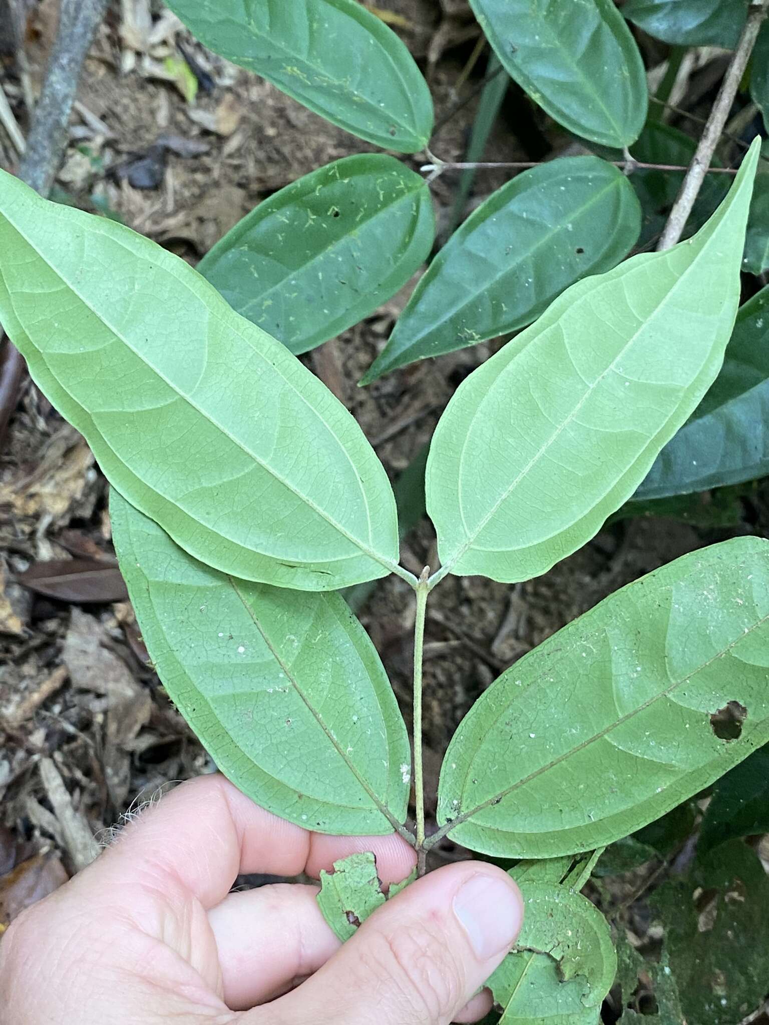 Rhodamnia sessiliflora Benth. resmi