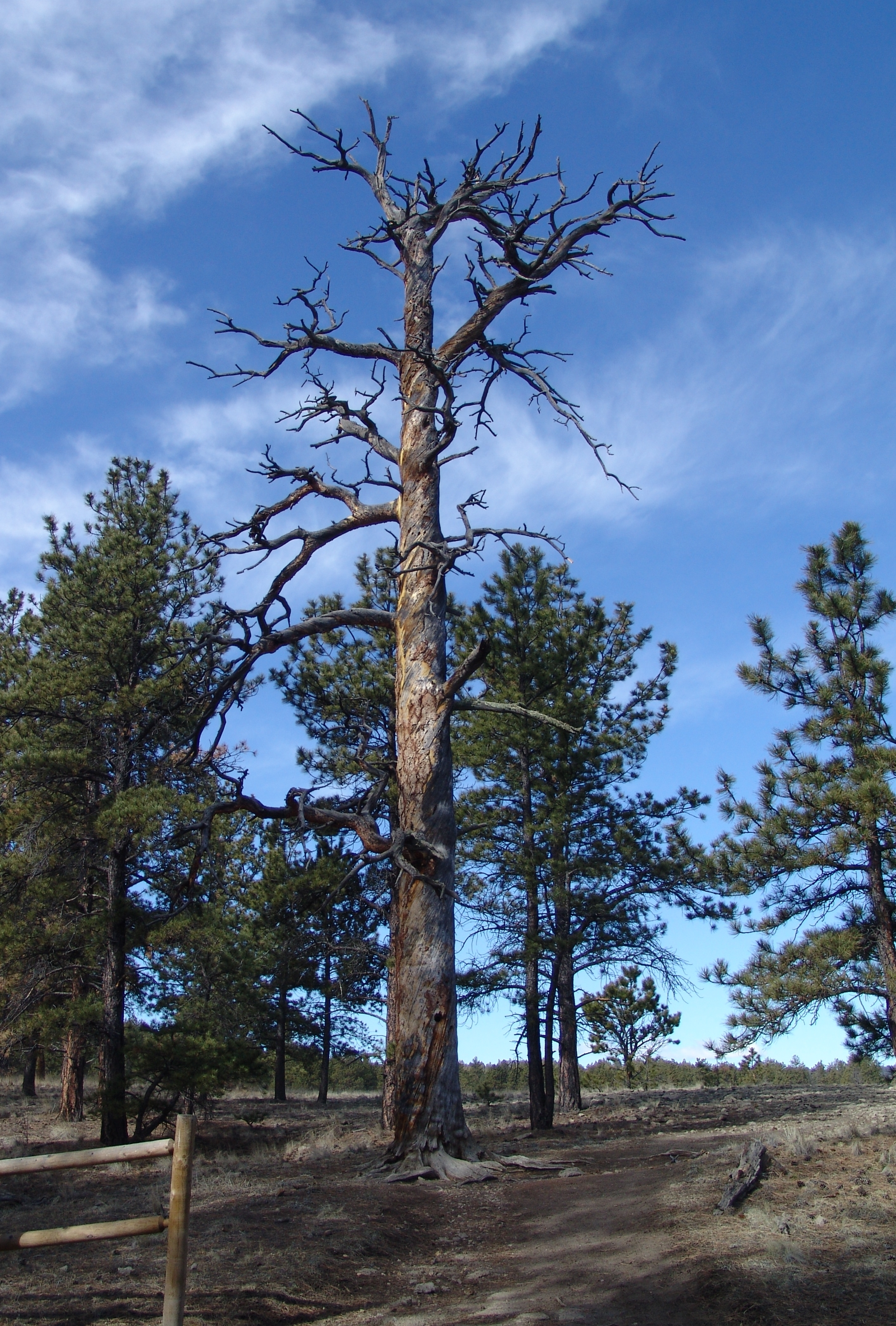 ponderosa pine