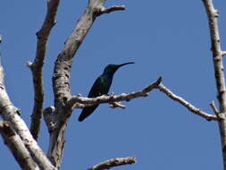 Image of Green-breasted Mango