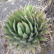 Image of Agave horrida Lem. ex Jacobi