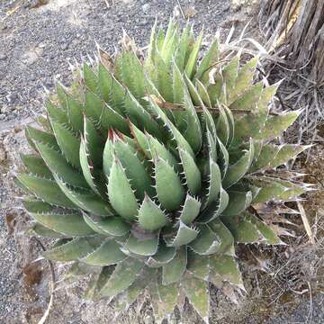 Agave horrida Lem. ex Jacobi的圖片