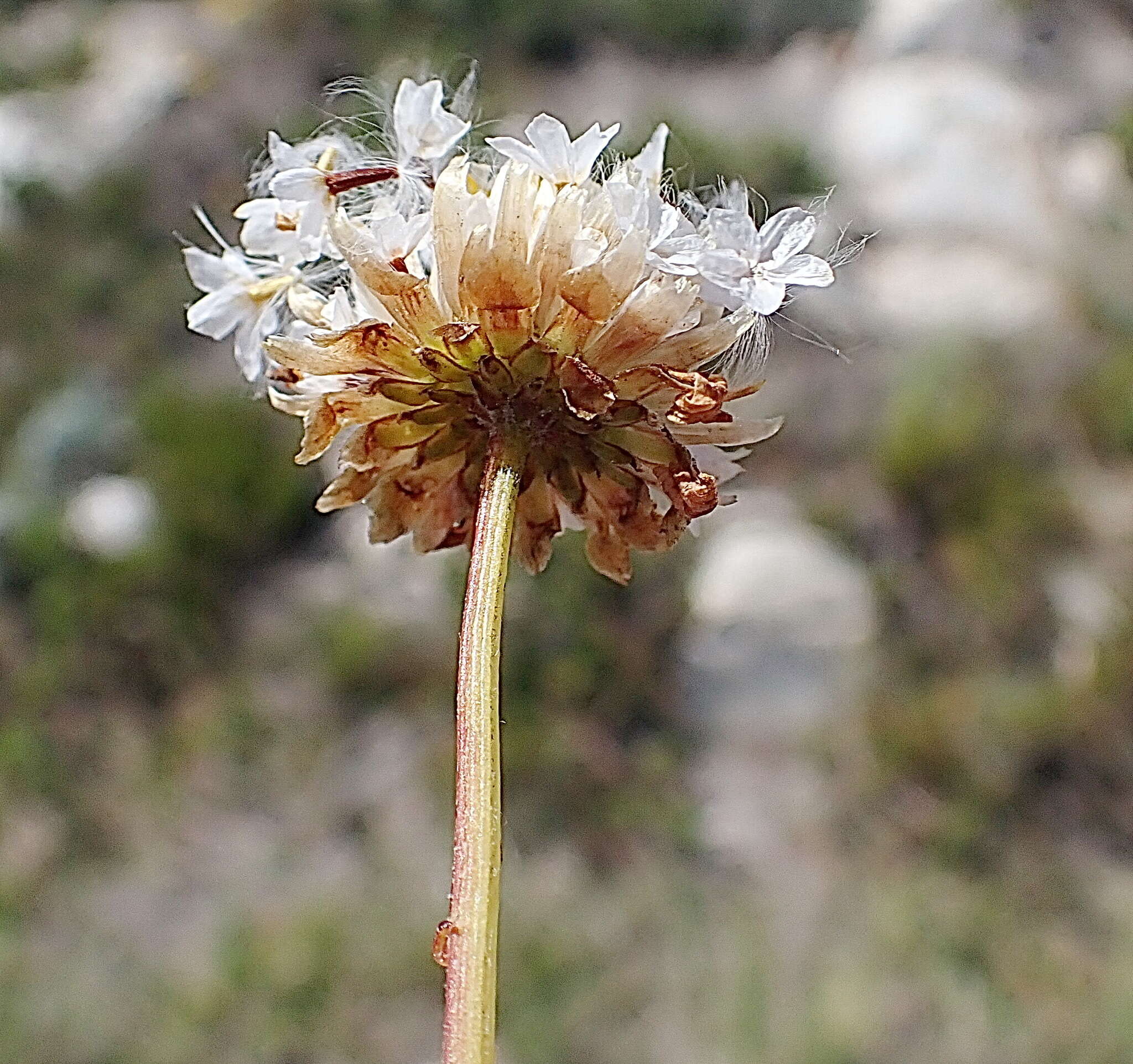 Image of Jewel-of-the-veld