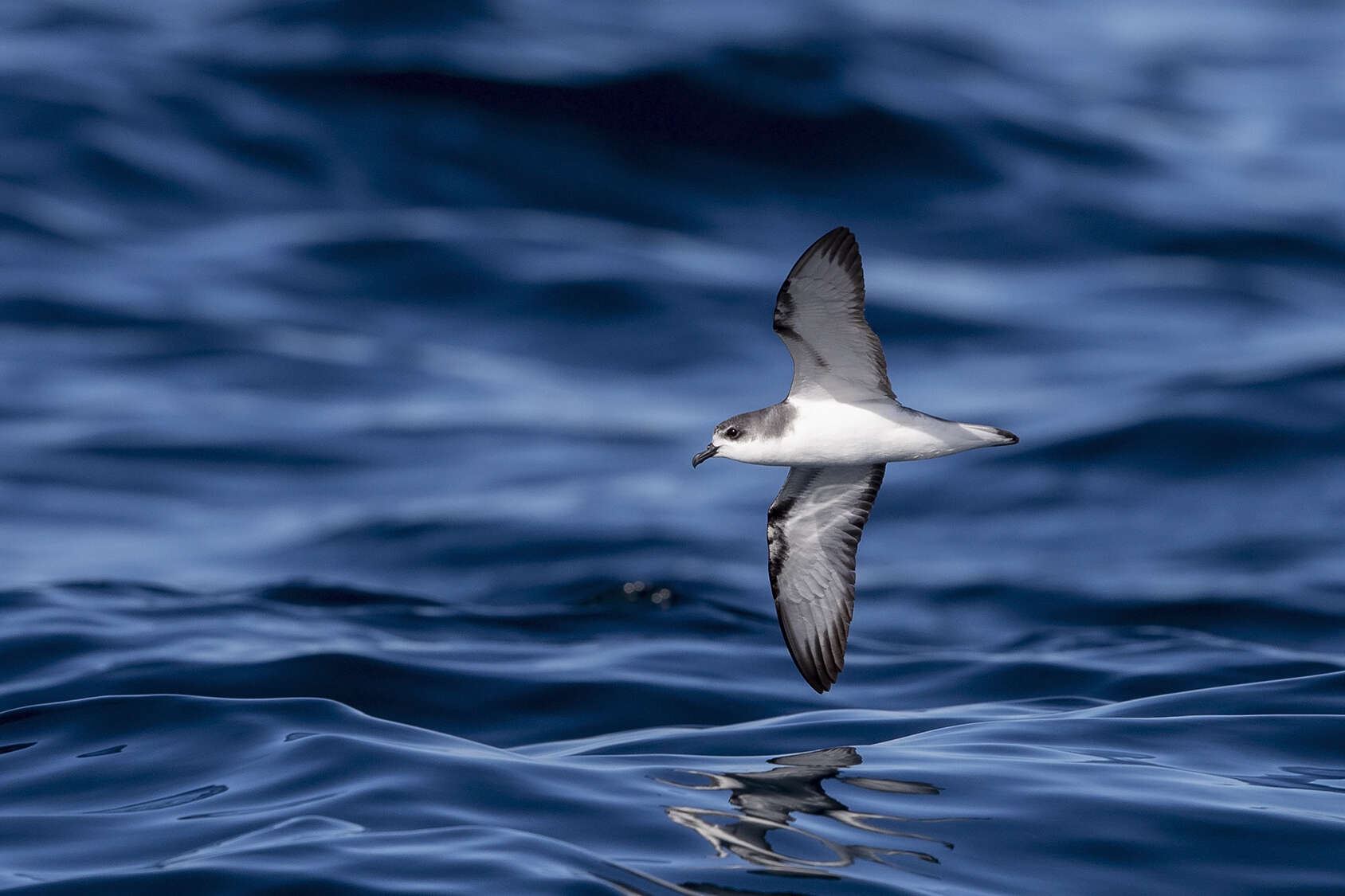 Image of Pycroft's Petrel