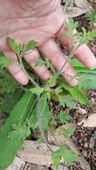 Image of variableleaf collomia