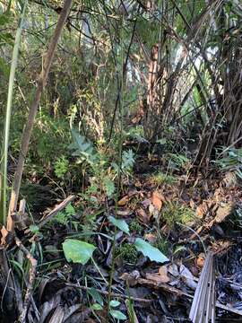 Image of variableleaf Indian plantain