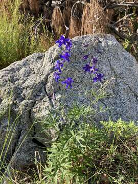 Image of Rocky Mountain larkspur