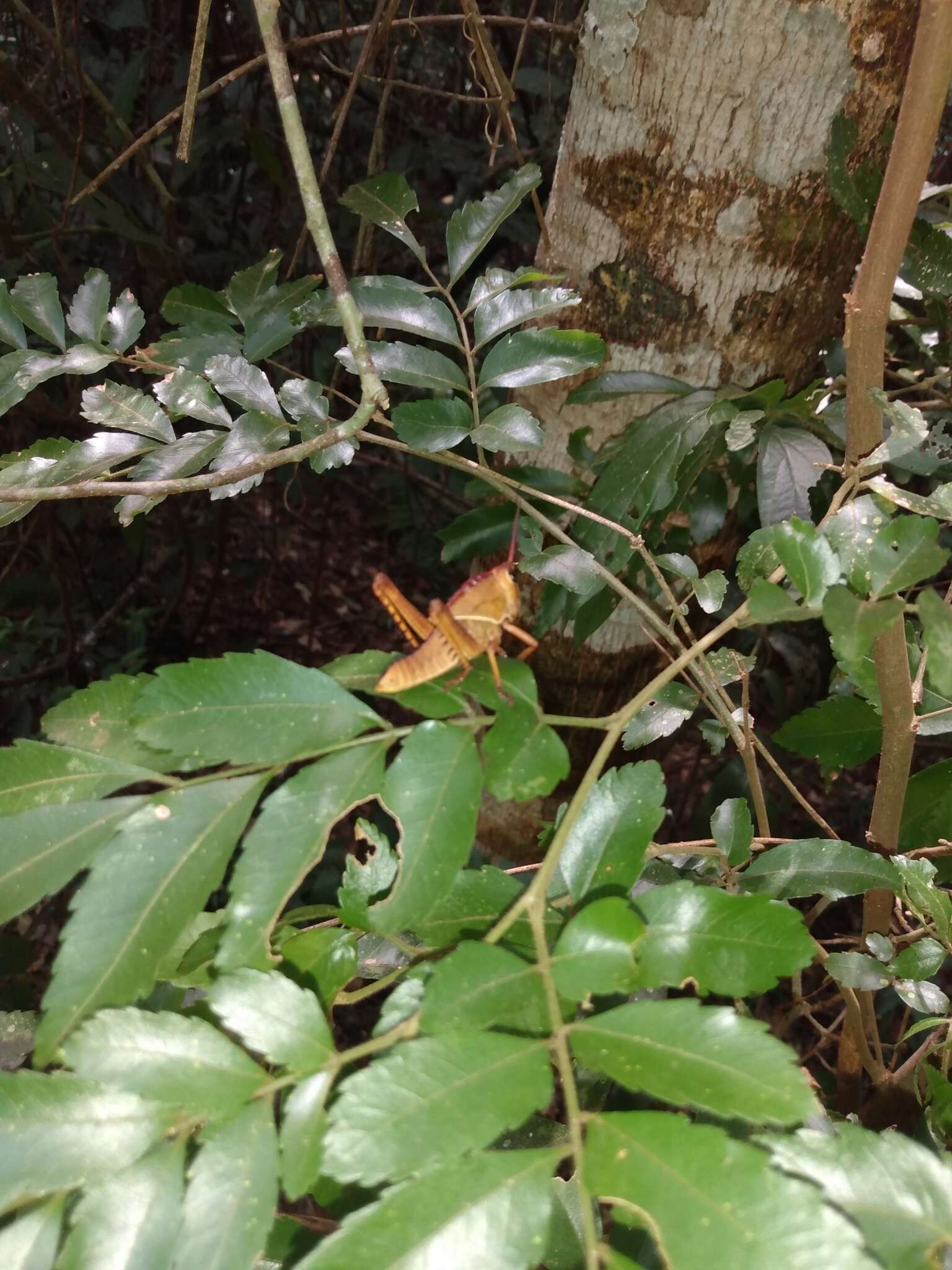 Plancia ëd Staleochlora arcuata iguazuensis Roberts, H. R. & Carbonell 1992