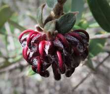 Image of Grevillea evansiana Mc Kee