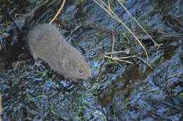 Image of Southern Water Vole