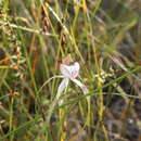 Image of Caladenia serotina Hopper & A. P. Br.