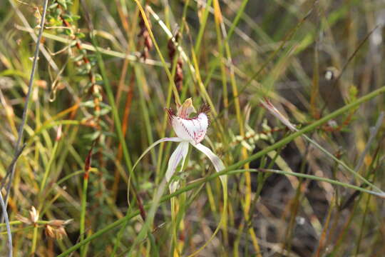 Plancia ëd Caladenia serotina Hopper & A. P. Br.