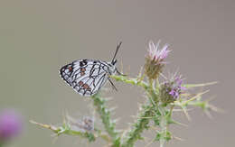 Image of Melanargia ines Hoffmannsegg 1804