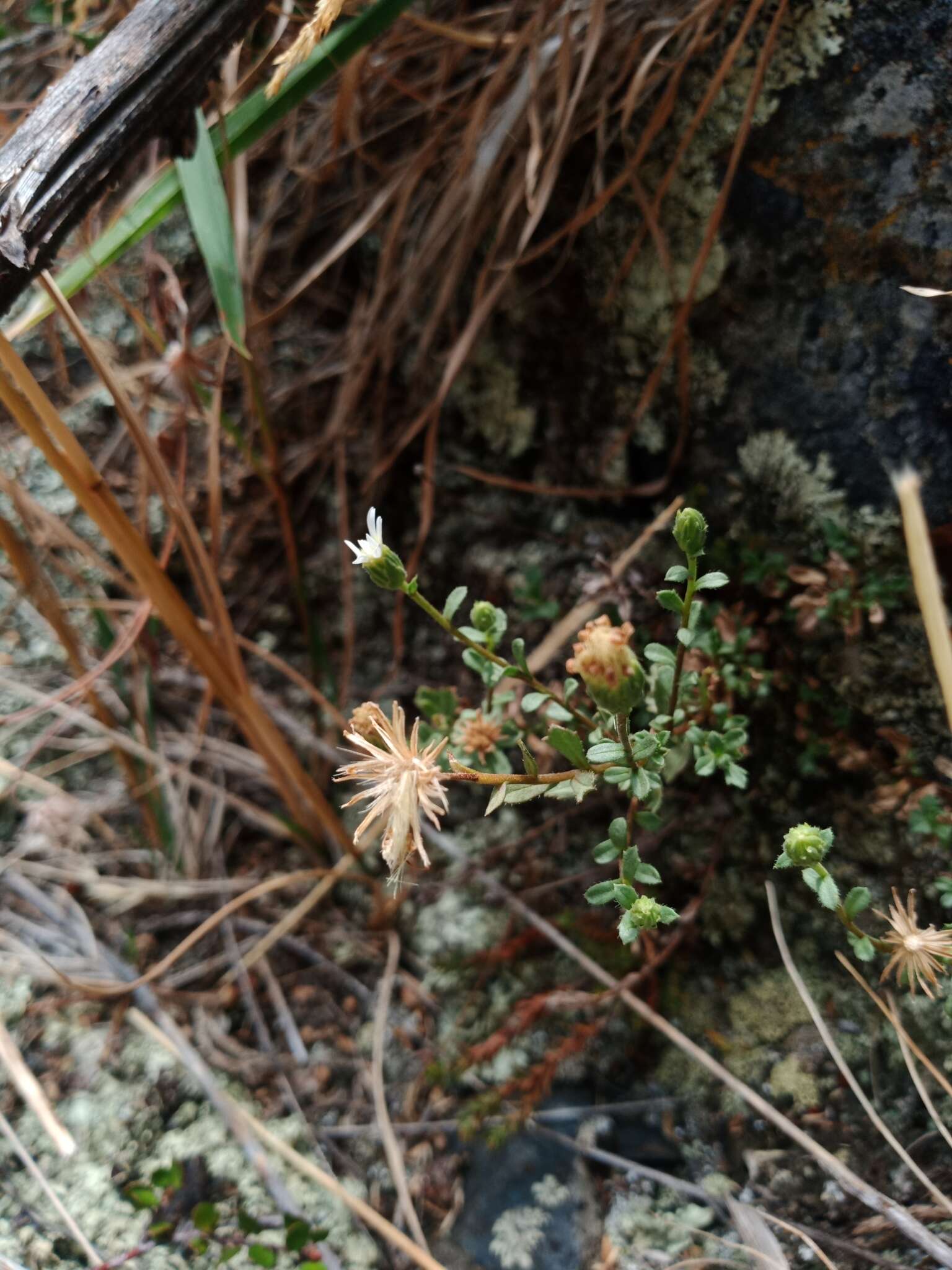 Image of Vittadinia australis A. Rich.