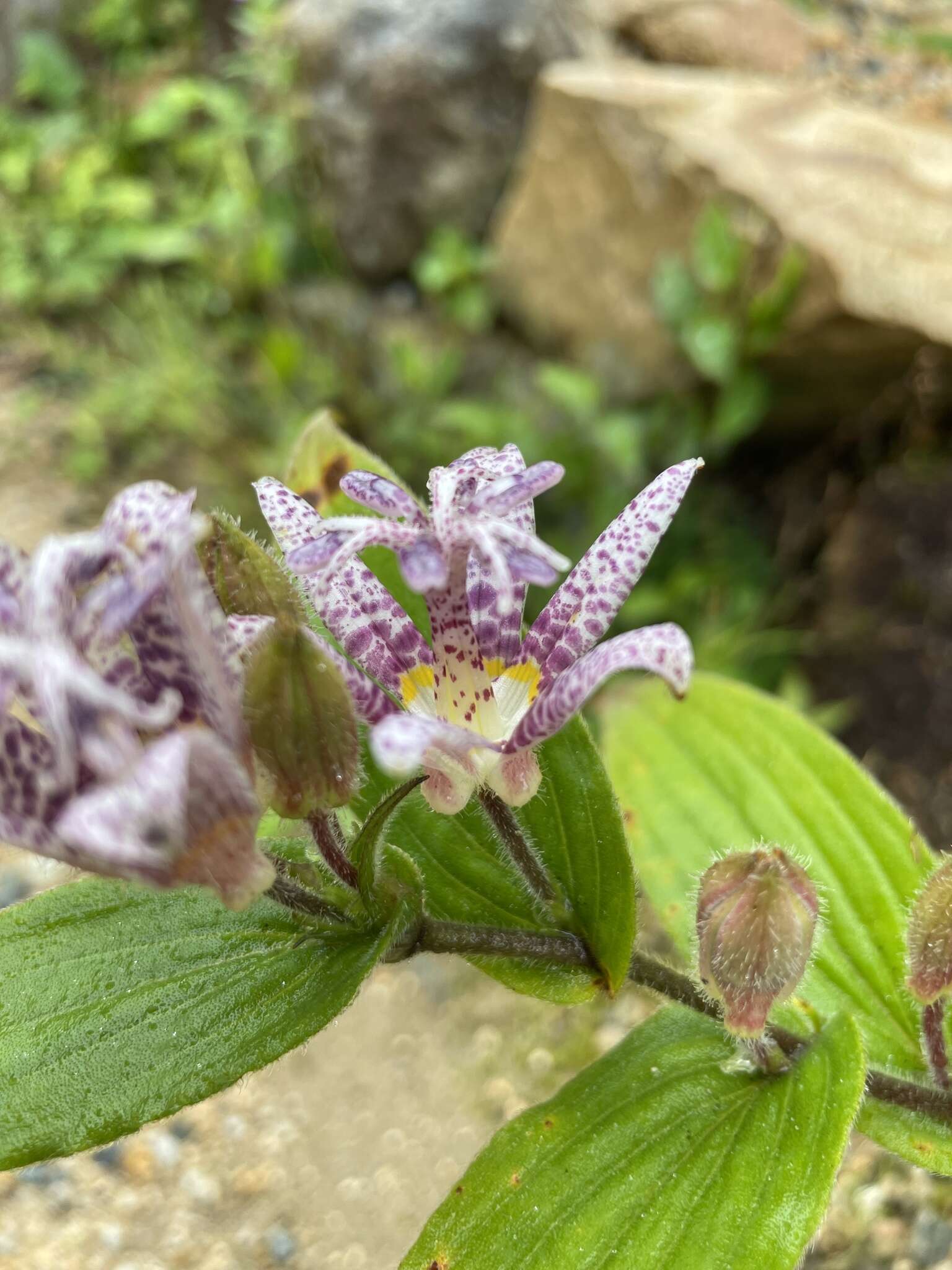 Image of toad lily