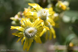 Image of Delosperma fredericii Lavis