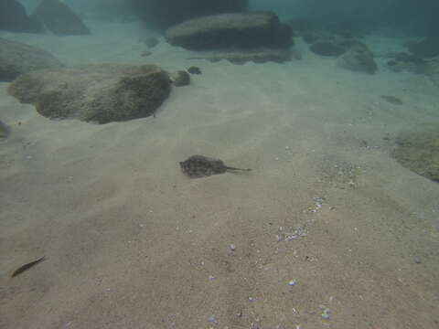 Image of Cortez Round Stingray