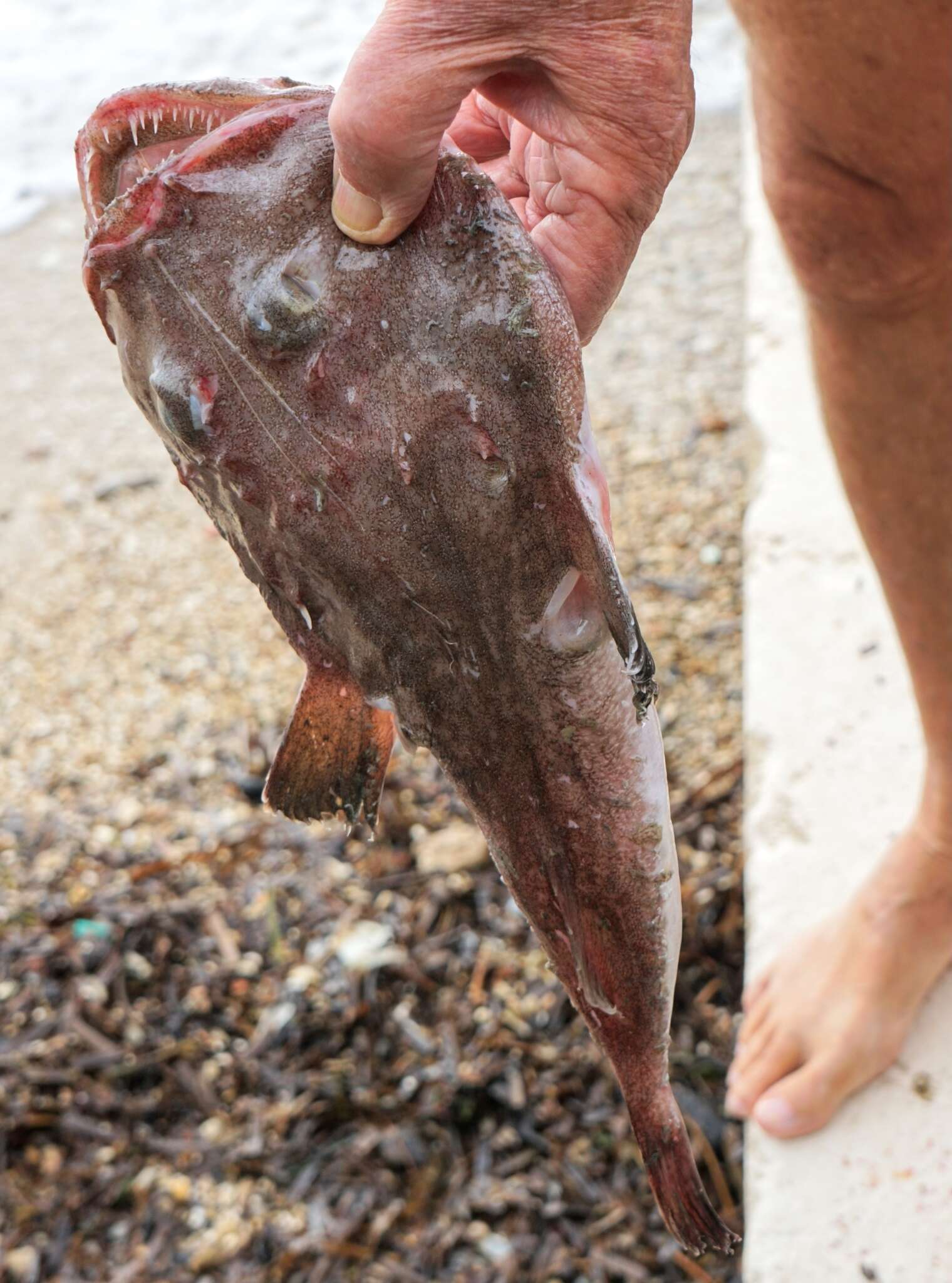 Image of Black-bellied Angler