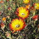 Image of Drosanthemum hallii L. Bol.