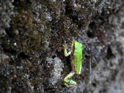 Image of European Treefrog