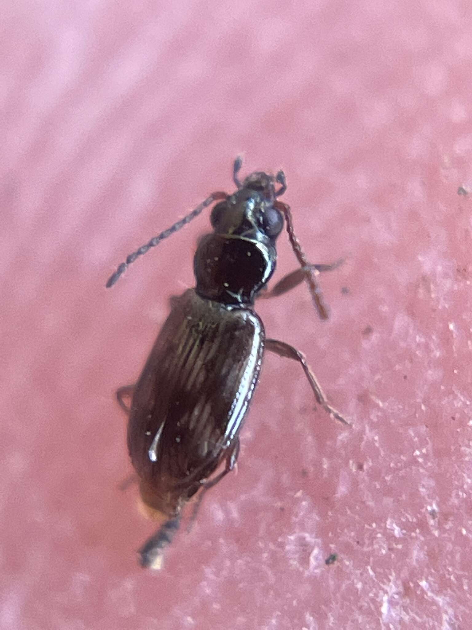 Bembidion (Furcacampa) impotens Casey 1918的圖片