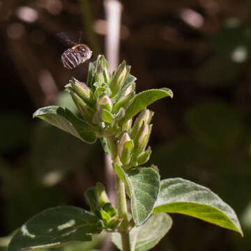 Image of Psilodera fasciata (Wiedemann 1819)