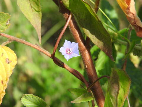 Image of Jacquemontia evolvuloides (Moric.) Meisn.