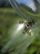 Image of Two-banded Cellophane-cuckoo Bee