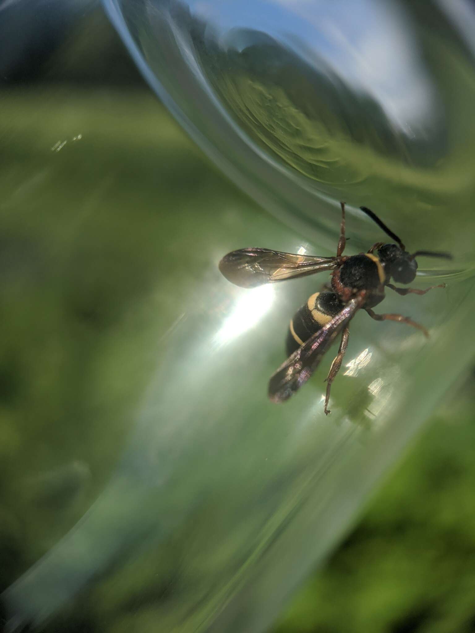 Image of Two-banded Cellophane-cuckoo Bee