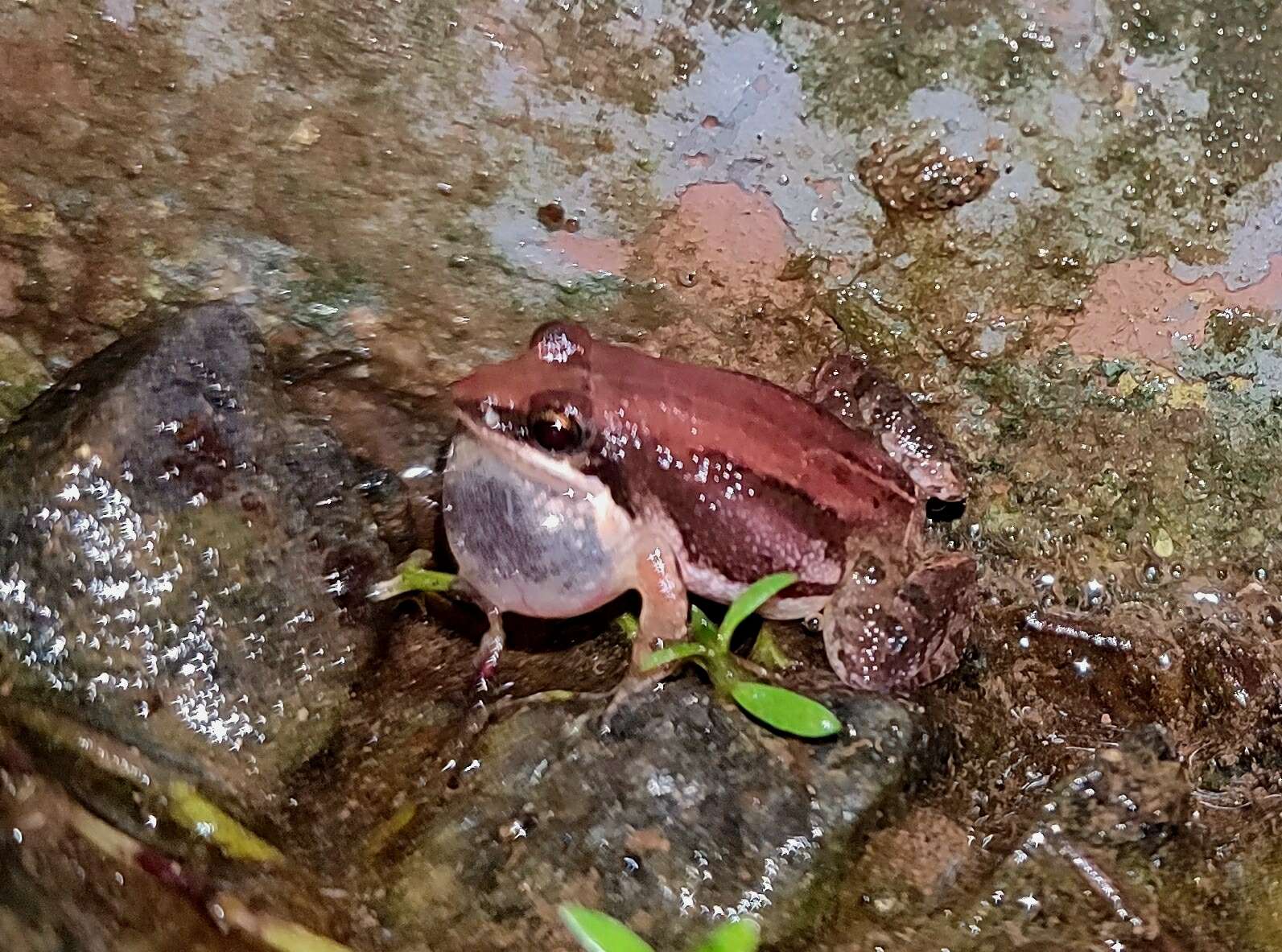 Image of Minervarya frog