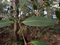 صورة Notelaea venosa F. Muell.