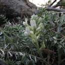 Image of Oxytropis bargusinensis Peschkova