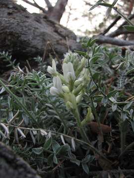 Image de Oxytropis bargusinensis Peschkova