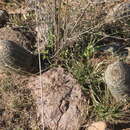 Image of Echinocereus pamanesii subsp. bonatzii