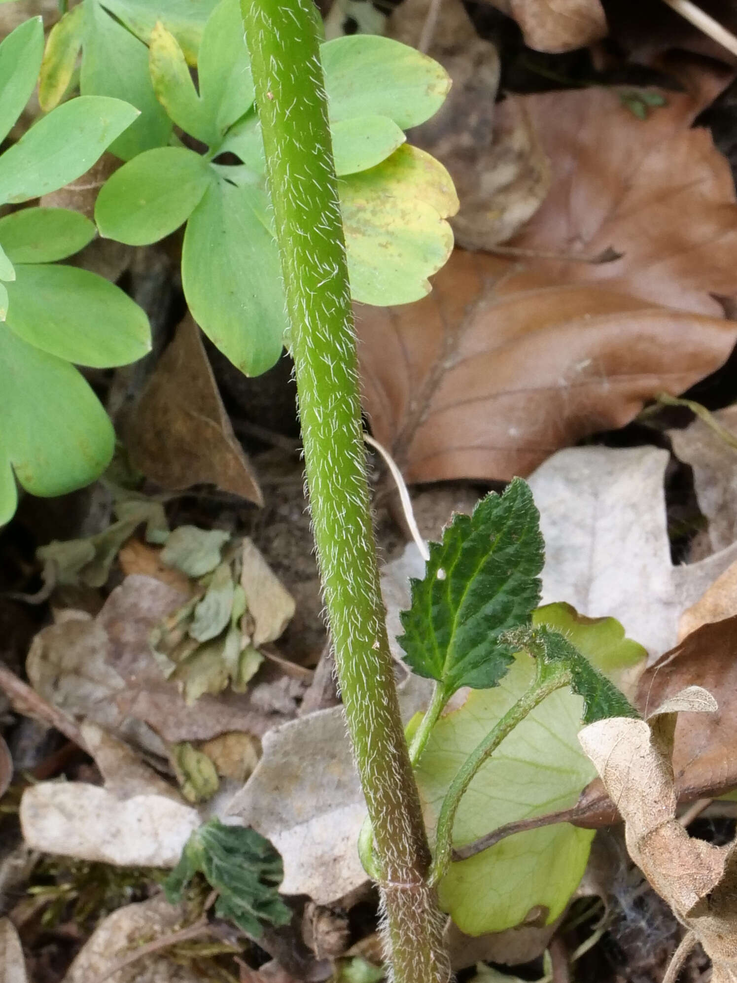 Imagem de Lamium galeobdolon subsp. montanum (Pers.) Hayek