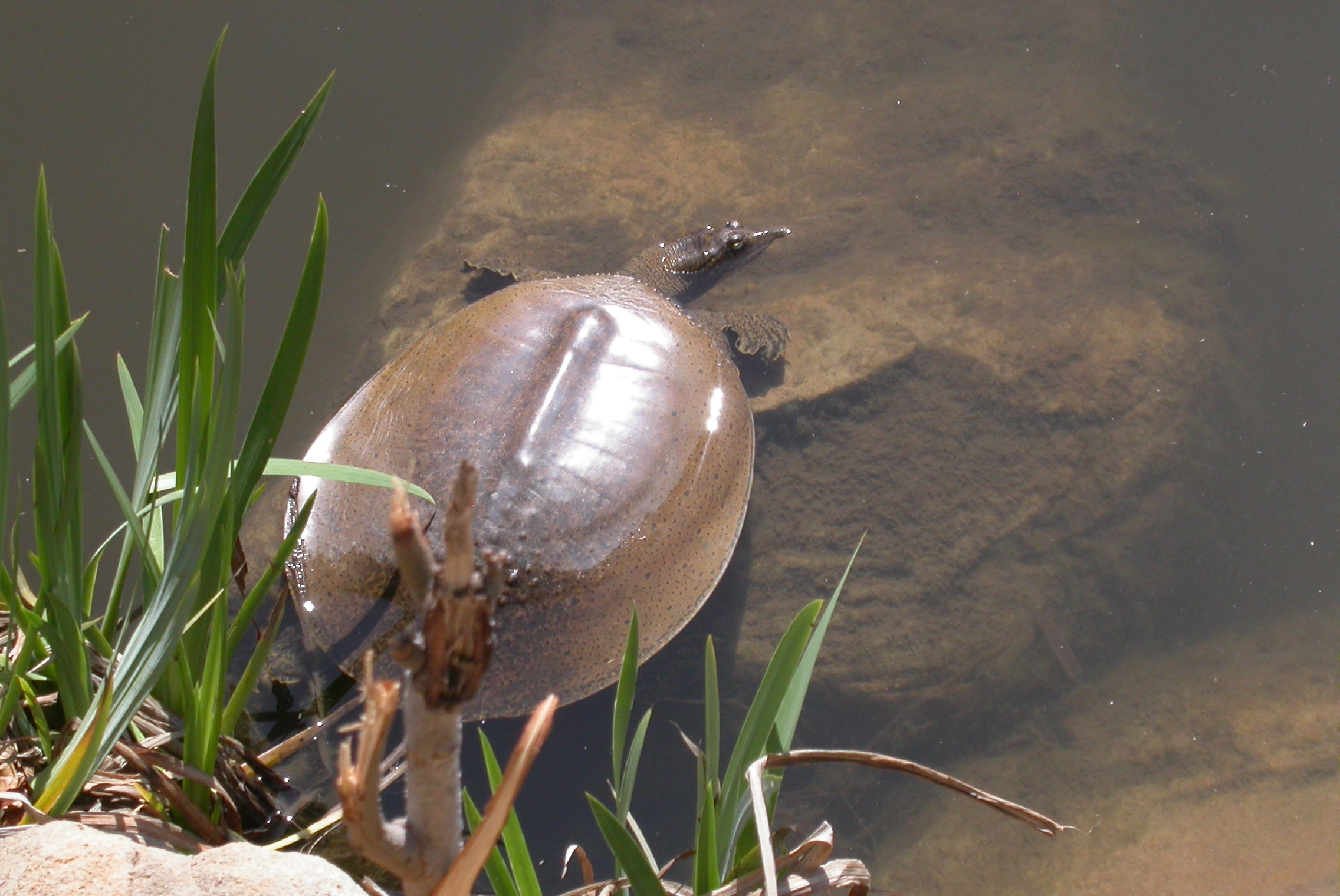 Spiny Softshell Turtle - of Life
