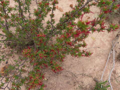 Image of Cliffortia ferricola C. Whitehouse