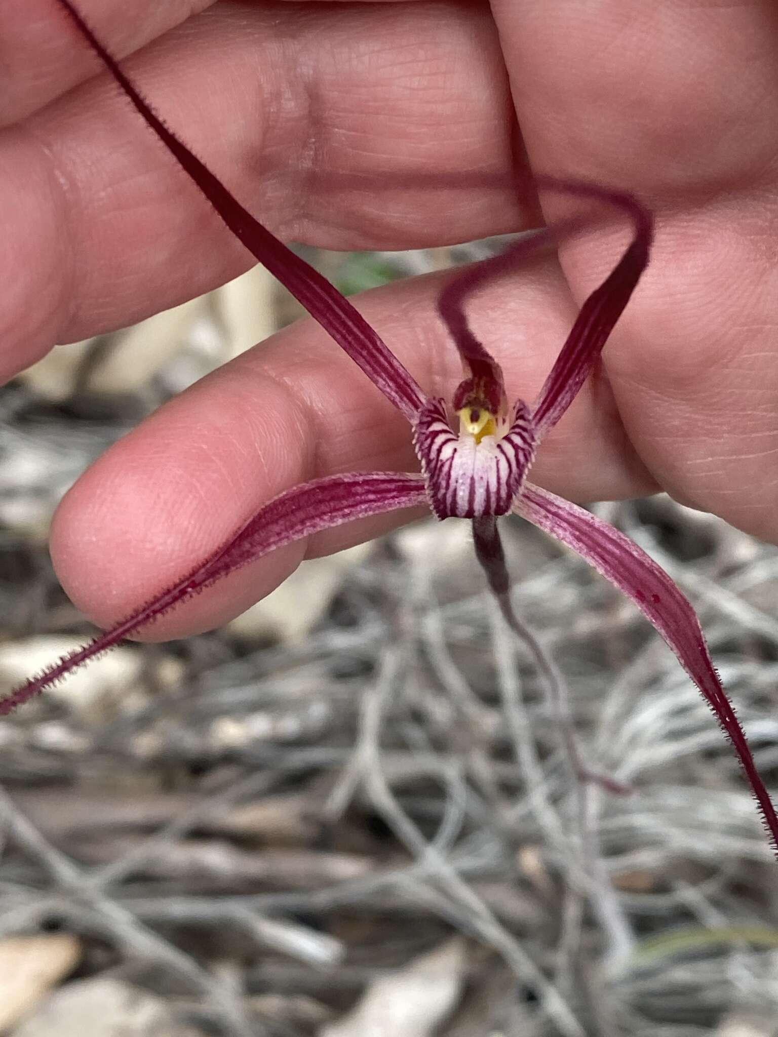 Image of Joseph's spider orchid