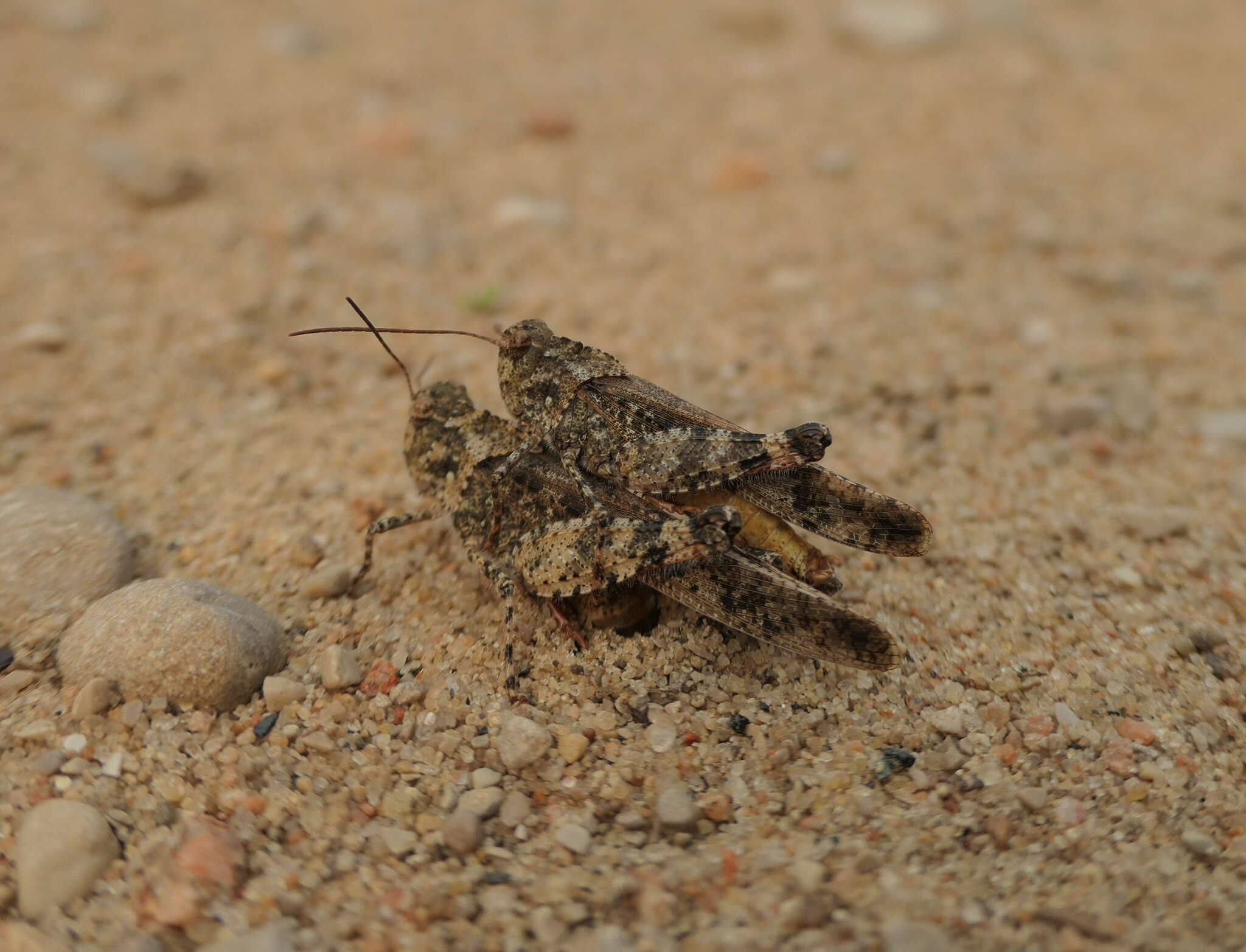 Image of Mottled Sand Grasshopper