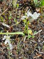 Image of Ornithogalum broteroi M. Laínz