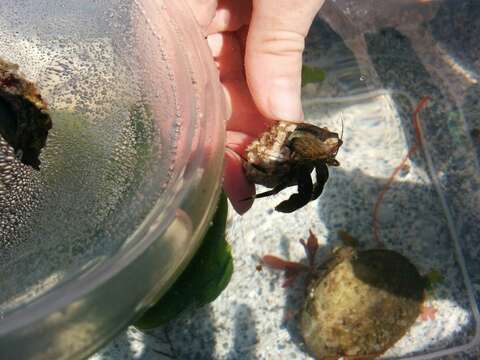 Image of Hairy Hermit Crab