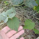 Image of Chisos Mountain false Indianmallow