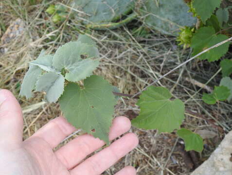 Image of false Indianmallow