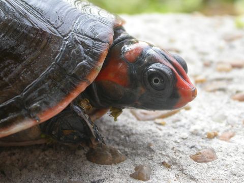 Image of Red-headed Amazon River Turtle