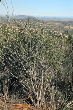 Image of Vail Lake ceanothus