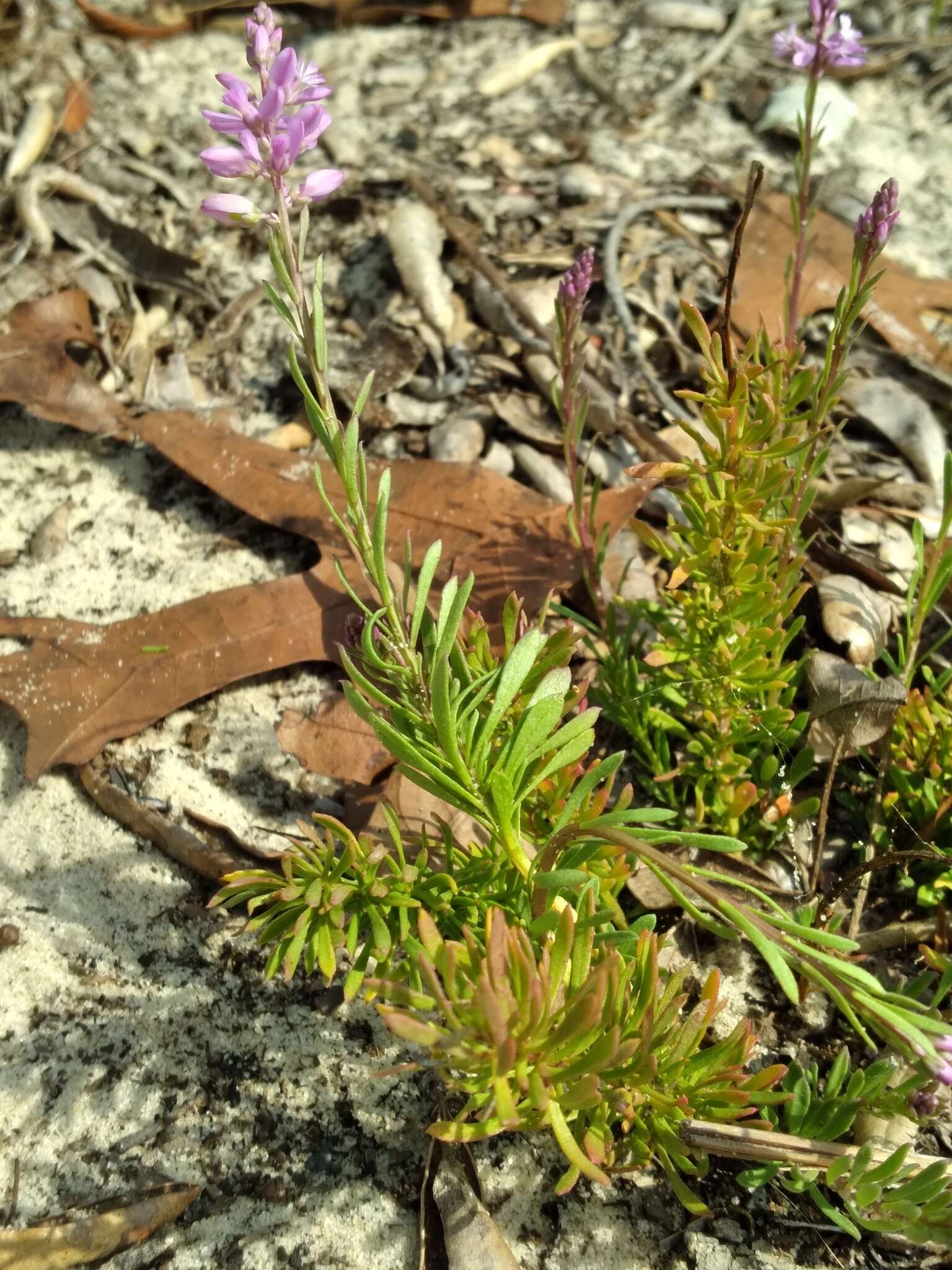 Image of Lewton's milkwort