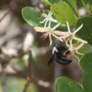 Xylocopa phalothorax Lepeletier 1841 resmi