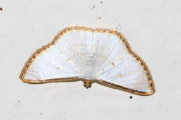 Image of Leuciris fimbriaria Stoll 1781