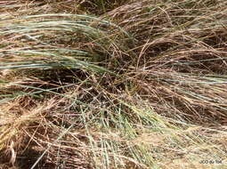 Image of Panicum natalense Hochst.