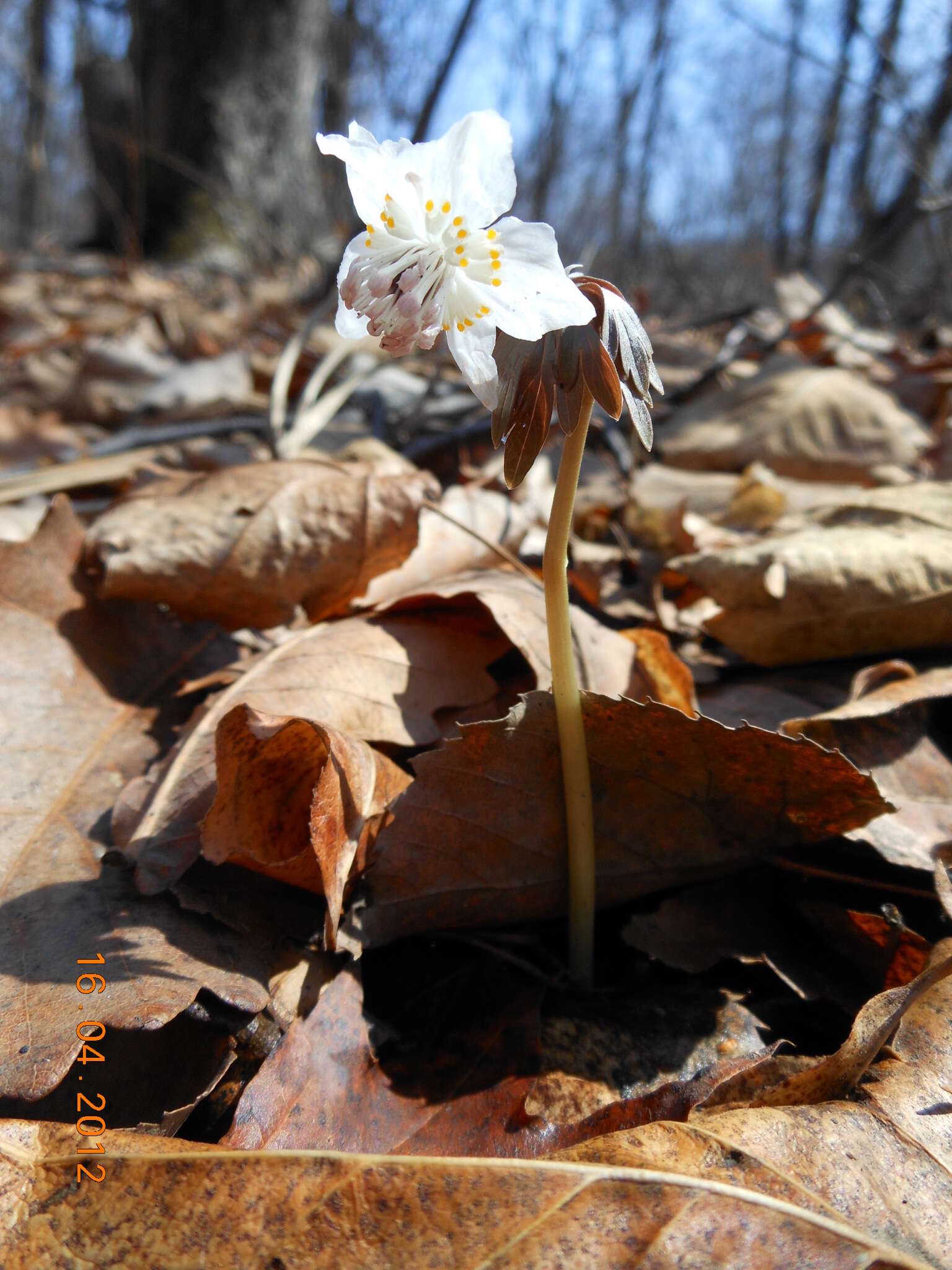 Plancia ëd Eranthis stellata Maxim.