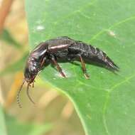 Image of Antimerus punctipennis Lea 1906